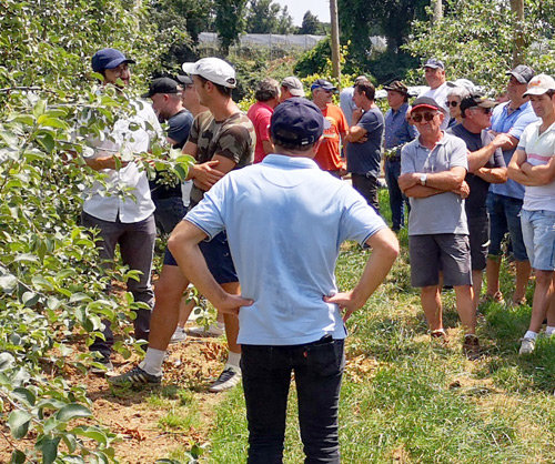 Pomme Juliet® : Organic French-grown apple - Juliet Apple