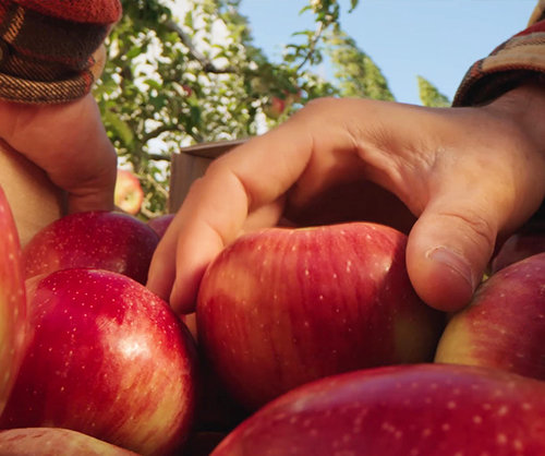 Eating the skin of Juliet® organic apples. - Juliet Apple