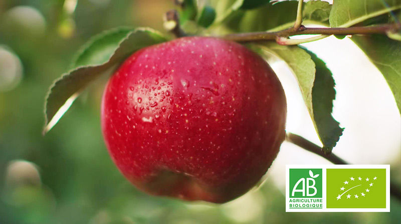 Eating the skin of Juliet® organic apples. - Juliet Apple